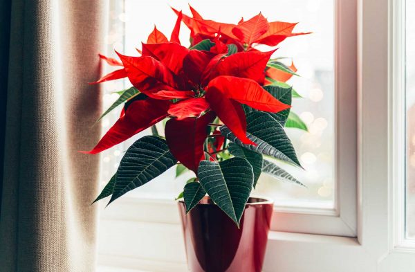 kado-flower-design–stella-di-natale-davanzale