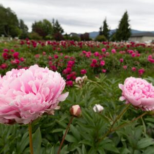 Campo di peonie rosa in fiore