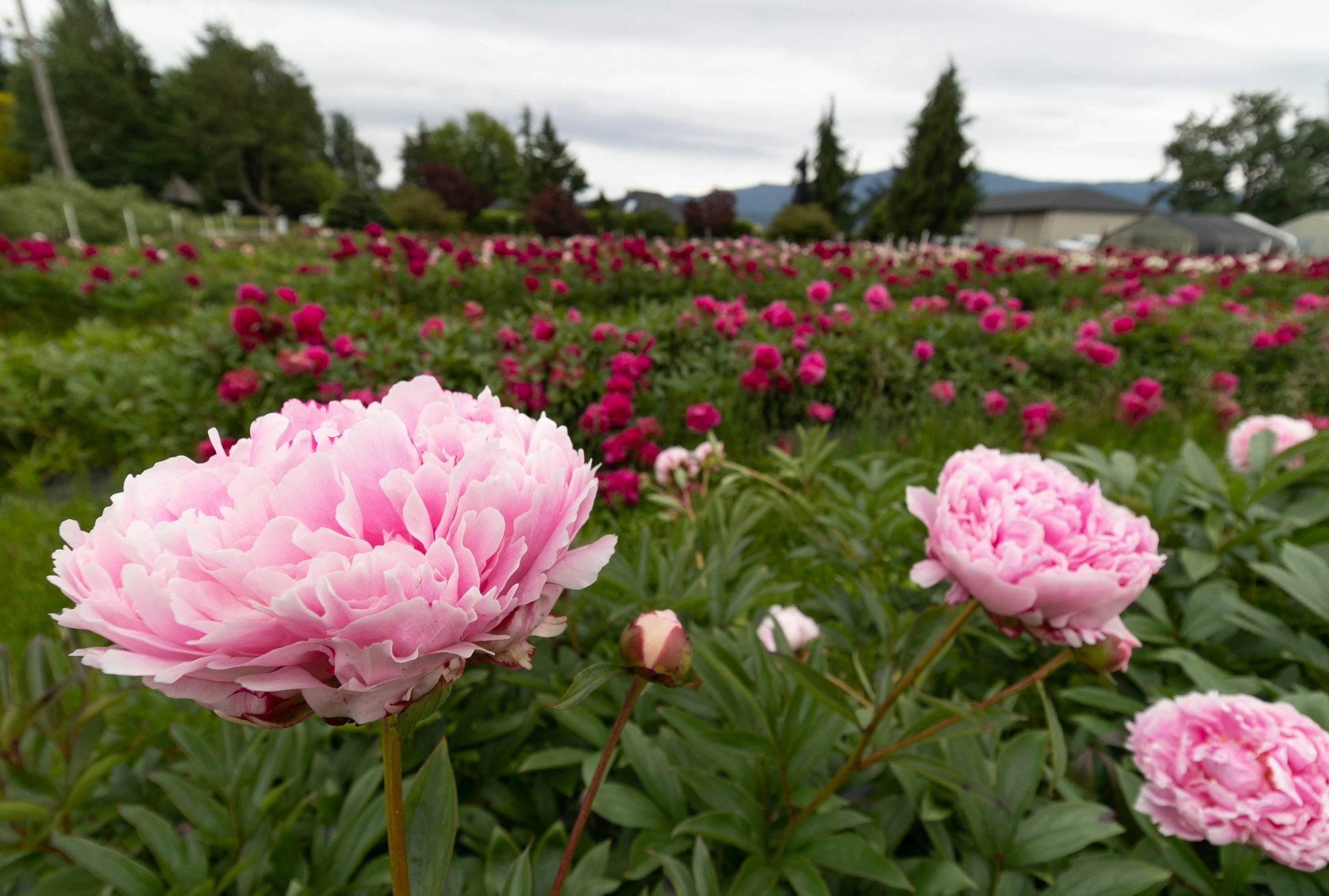 Campo di peonie rosa in fiore
