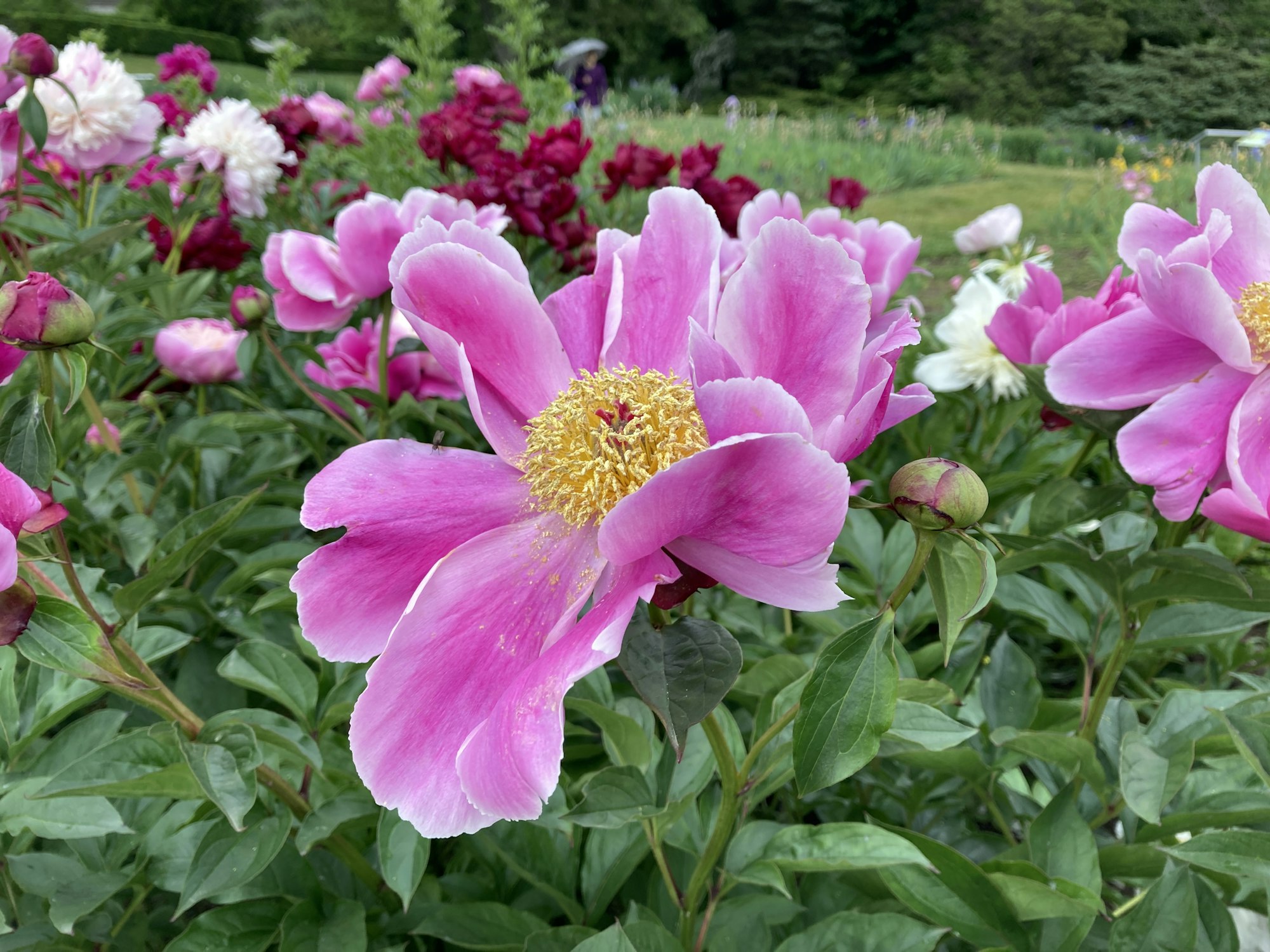 Filari di peonie in un peonieto